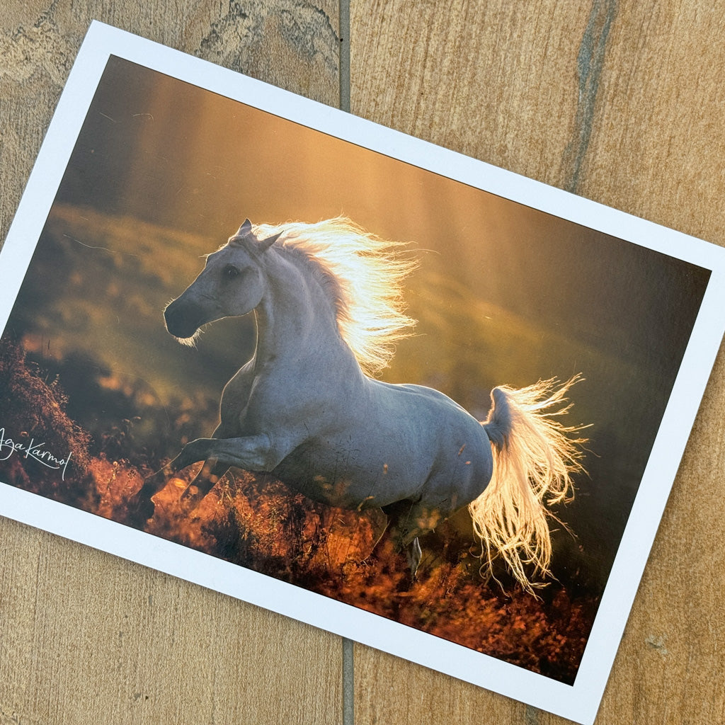 Beautiful Horses Cards