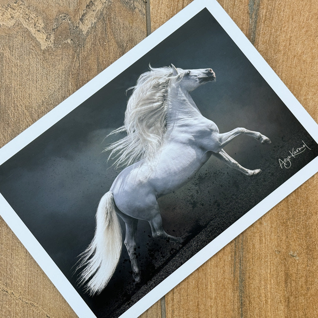 Beautiful Horses Cards
