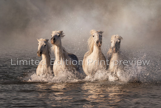 Kelpies of Camargue