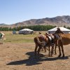 mongolia-28