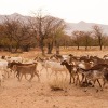 Namibia-91