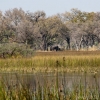 okavango-012