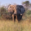 okavango-018