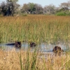 okavango-023