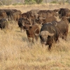 okavango-025