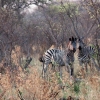 okavango-030