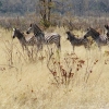 okavango-031