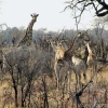 okavango-032