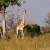 okavango-034