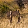 okavango-035