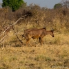 okavango-036