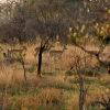 okavango-037