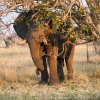 okavango-038