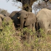 okavango-044