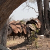 okavango-046