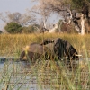 okavango-060