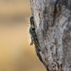 okavango-075