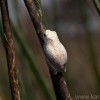 okavango-081