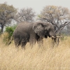 okavango-083