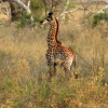 okavango-087