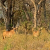 okavango-089