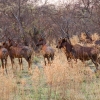 okavango-094