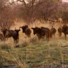 okavango-095