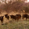 okavango-096