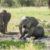 Elephants in Tarangire National Park