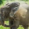 Elephants in Tarangire National Park