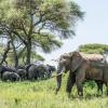 Elephants in Tarangire National Park