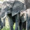 Elephants in Tarangire National Park