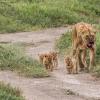 Mum and babies