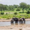 Elephants in Tarangire National Park