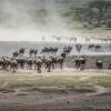 Wildebeests arriving in Ndutu