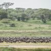 Wildebeests in Ndutu