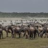 Wildebeests in Ndutu