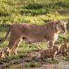 Lioness with her babies