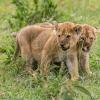 Lion cubs