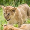 Lion cubs