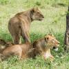 Lionesses spotted a herd