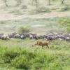 Lioness in a hunt