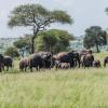 Elephants in Tarangire National Park