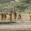 Girraffes in Ndutu