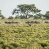 A hiena watching a herd