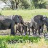 Elephants in Tarangire National Park