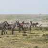 Zebras on Ndutu plains