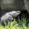 Elephants in Tarangire National Park